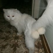 Алексей )))) on My World.