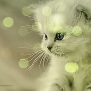 Без кота и жизнь не та:3 группа в Моем Мире.