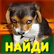 Найди собаку группа в Моем Мире.