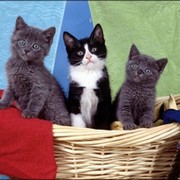 коты,кошки,котята.:)))))))))))) группа в Моем Мире.