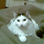 Алексей Алешин on My World.