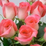 Ирина Приходько on My World.