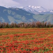 Гулбар Курмангали on My World.