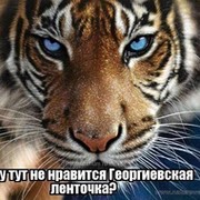 ***ТИГР *** в Моем Мире.