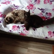 Мистер Макс on My World.