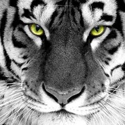 tigra tigra on My World.
