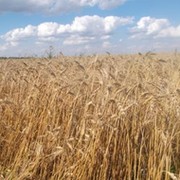 ООО Агротех-Гарант Ростошинский on My World.